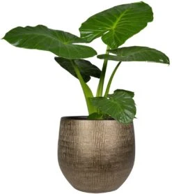 Steege Plantenpot - Modern Design - Goudkleurig - 32 X 36 Cm - Bloempot -Tuin Verkoop 1068x1200 3