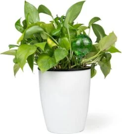 Merkloos Decopatent® 4 Stuks - Waterdruppelaar Voor Planten - Watergever - Glas - Waterbollen - Watergeefsysteem - Plantenbollen - Groen 17 Merkloos Decopatent® 4 Stuks - Waterdruppelaar Voor Planten - Watergever - Glas - Waterbollen - Watergeefsysteem - Plantenbollen - Groen -Tuin Verkoop 1091x1200 2