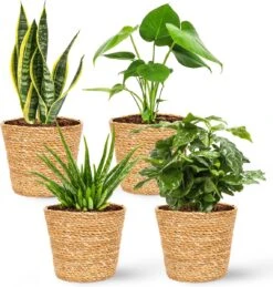 WL Plants - Maki Naturel - Set Van 4 - Plantenmand - Plantenmand Binnen - Bloempot - Plantenhouder - Bloempotten Voor Binnen - Gemaakt Van Riet - 11cm Hoog - 12cm Diameter 6 WL Plants - Maki Naturel - Set Van 4 - Plantenmand - Plantenmand Binnen - Bloempot - Plantenhouder - Bloempotten Voor Binnen - Gemaakt Van Riet - 11cm Hoog - 12cm Diameter -Tuin Verkoop 1143x1200 2