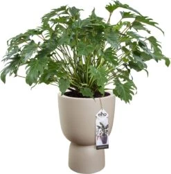Elho Pure Coupe 41 - Bloempot Voor Binnen & Buiten - Ø 41.3 X H 57.9 Cm - Beige/Balanced Beige -Tuin Verkoop 1181x1200 2