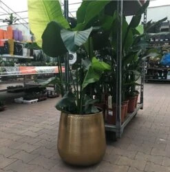 Merkloos Bloempot Karakter Goud - L -Tuin Verkoop 1191x1200 12