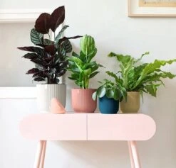 Elho Vibes Fold Rond 25 - Bloempot Voor Binnen - Ø 25.0 X H 23.0 Cm - Delicaat Roze -Tuin Verkoop 1200x1149 4