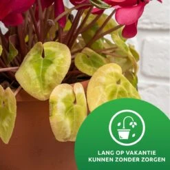 SKYARD® Waterdruppelaar Set Van 10 – Watergeefsysteem Geschikt Binnen (Kamerplanten) En Buiten – Bewateringssysteem Met Instelbare Druppelsnelheid - Irrigatiesysteem - Planten Watergever - Waterbol -Tuin Verkoop 1200x1200 1232