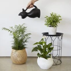 Balvi Meow! Kat Gieter - Zwart 10 Balvi Meow! Kat Gieter - Zwart -Tuin Verkoop 1200x1200 1484