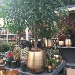 Gina Da Bloempot Karakter Goud - XL -Tuin Verkoop 1200x1200 1592