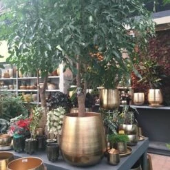 Merkloos Bloempot Karakter Goud - L -Tuin Verkoop 1200x1200 1612