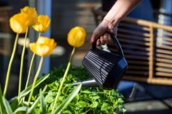 Xala - Gieter Doppio Groove 2L Zwart -Tuin Verkoop 1200x799 84