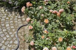 GARDENA Kraanverbindingsstuk Binnenshuis -Tuin Verkoop 1200x800 388