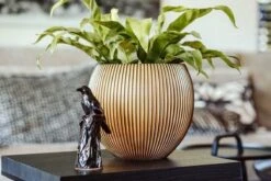 Capi Europe - Vaas Bol Groove XL - 63x51 - Goud - Bloempot Voor Binnen - Opening ⌀42 - GVGB271 9 Capi Europe - Vaas Bol Groove XL - 63x51 - Goud - Bloempot Voor Binnen - Opening ⌀42 - GVGB271 -Tuin Verkoop 1200x800 446