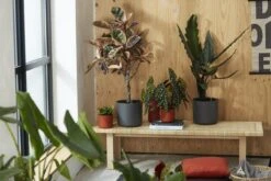 Elho B.for Soft Rond 30 - Bloempot Voor Binnen - Ø 29.5 X H 27.6 Cm - Antraciet -Tuin Verkoop 1200x800 450