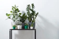 Elho B.for Soft Rond 30 - Bloempot Voor Binnen - Ø 29.5 X H 27.6 Cm - Antraciet -Tuin Verkoop 1200x800 451