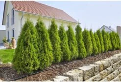 GARDENA Micro Drip System Startset L Druppelsysteem - 50 Meter 12 GARDENA Micro Drip System Startset L Druppelsysteem - 50 Meter -Tuin Verkoop 1200x814 1