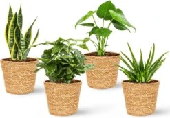 WL Plants - Maki Naturel - Set Van 4 - Plantenmand - Plantenmand Binnen - Bloempot - Plantenhouder - Bloempotten Voor Binnen - Gemaakt Van Riet - 11cm Hoog - 12cm Diameter 7 WL Plants - Maki Naturel - Set Van 4 - Plantenmand - Plantenmand Binnen - Bloempot - Plantenhouder - Bloempotten Voor Binnen - Gemaakt Van Riet - 11cm Hoog - 12cm Diameter -Tuin Verkoop 1200x838 7