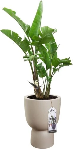 Elho Pure Coupe 41 - Bloempot Voor Binnen & Buiten - Ø 41.3 X H 57.9 Cm - Beige/Balanced Beige -Tuin Verkoop 592x1200 2