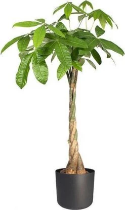 Elho B.for Soft Rond 30 - Bloempot Voor Binnen - Ø 29.5 X H 27.6 Cm - Antraciet -Tuin Verkoop 714x1200