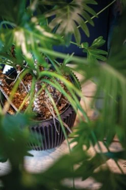 Capi Europe - Vaas Elegant Laag Groove NL - 34x46 - Goud - Voor Binnen En Buiten - KGVGB782 14 Capi Europe - Vaas Elegant Laag Groove NL - 34x46 - Goud - Voor Binnen En Buiten - KGVGB782 -Tuin Verkoop 799x1200 40