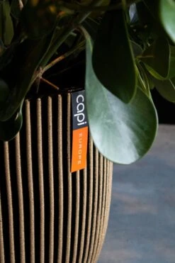 Capi Europe - Vaas Elegant Laag Groove NL - 34x46 - Goud - Voor Binnen En Buiten - KGVGB782 13 Capi Europe - Vaas Elegant Laag Groove NL - 34x46 - Goud - Voor Binnen En Buiten - KGVGB782 -Tuin Verkoop 800x1200 139