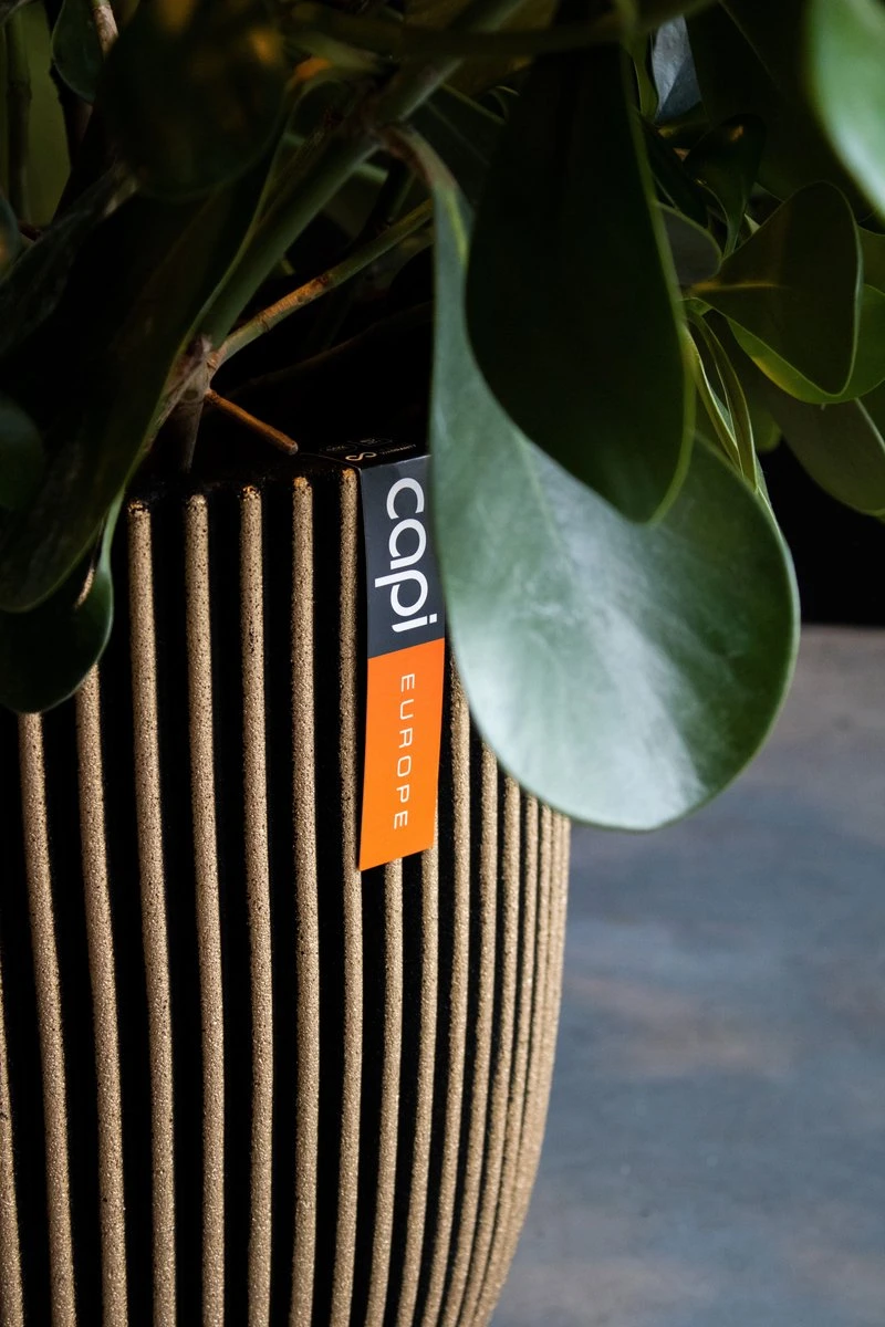 Capi Europe - Vaas Elegant Laag Groove NL - 34x46 - Goud - Voor Binnen En Buiten - KGVGB782 5 Capi Europe - Vaas Elegant Laag Groove NL - 34x46 - Goud - Voor Binnen En Buiten - KGVGB782 - Afbeelding 3