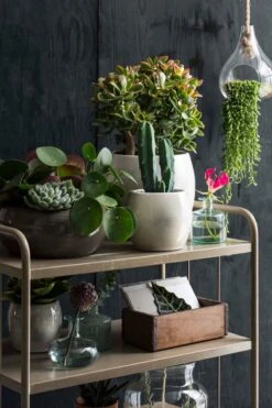 Mica Decorations Lester Bloempot - H18 X Ø20 Cm - Terracotta - Groen -Tuin Verkoop 800x1200 146