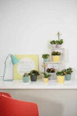 Elho Brussels Rond Mini 7 - Bloempot Voor Binnen - Ø 6.7 X H 6.0 Cm - Zwart/Antraciet -Tuin Verkoop 800x1200 147