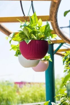 Hangpot Kunststof – Bloempot Hangend – Binnen & Buiten- Plantenhanger –Incl. Afvoerstop – 26 Cm - Zwart -Tuin Verkoop 801x1200 13