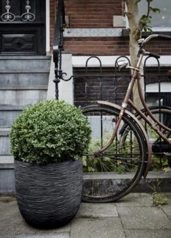 Capi Europe - Bloempot Bol Rib NL - 35x34 - Zwart - Voor Binnen En Buiten - KBLR932 -Tuin Verkoop 864x1200 2