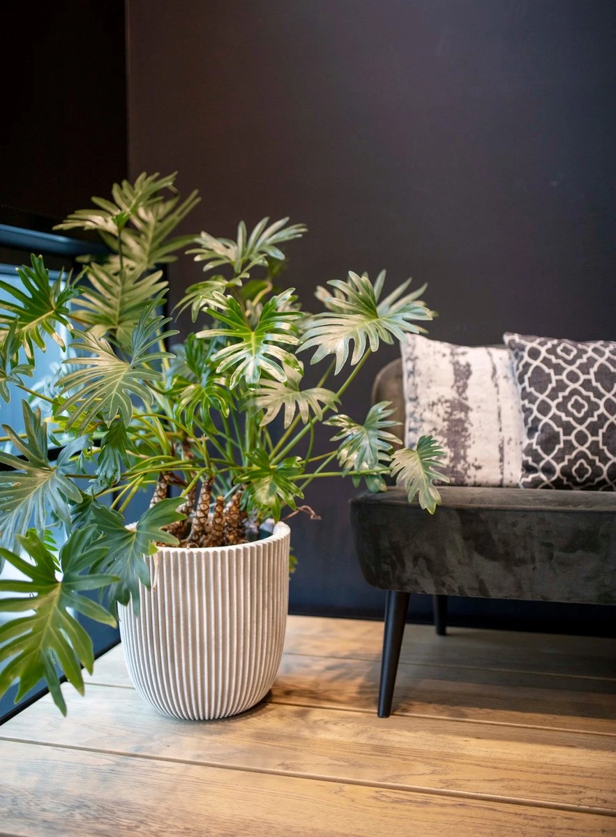 Capi Europe - Vaas Elegant Laag Groove NL - 34x46 - Goud - Voor Binnen En Buiten - KGVGB782 4 Capi Europe - Vaas Elegant Laag Groove NL - 34x46 - Goud - Voor Binnen En Buiten - KGVGB782 - Afbeelding 2