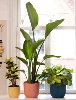 Elho Vibes Fold Rond 25 - Bloempot Voor Binnen - Ø 25.0 X H 23.0 Cm - Delicaat Roze -Tuin Verkoop 911x1200